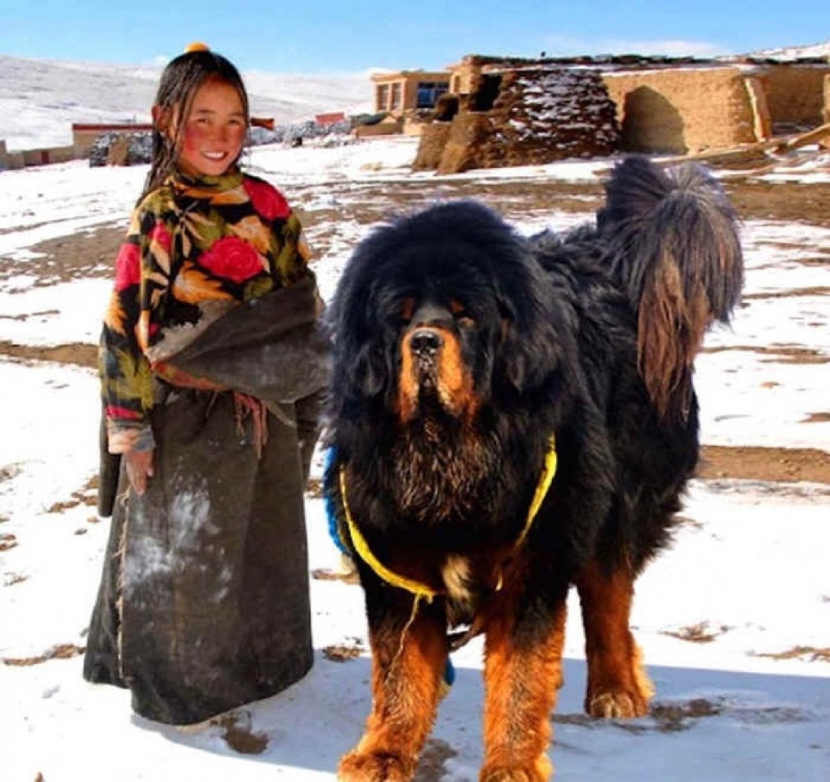 Fonkelnieuw Tibetan Mastiff - Dog Kennel Debrabandere | Dog Breeder Bavikhove EN-04