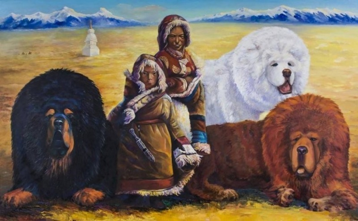 Hedendaags Tibetan Mastiff - Dog Kennel Debrabandere | Dog Breeder Bavikhove QQ-71