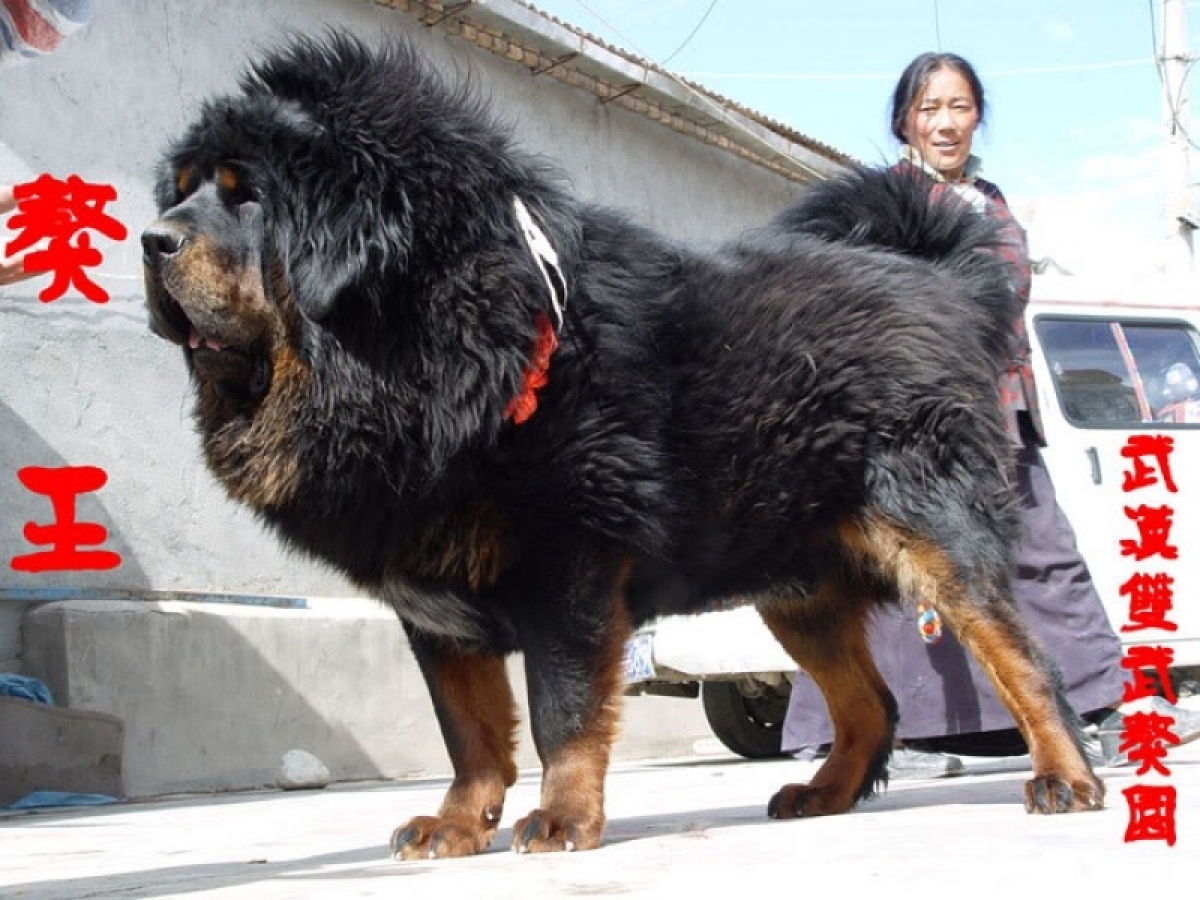 Wonderbaarlijk Tibetan Mastiff - Dog Kennel Debrabandere | Dog Breeder Bavikhove YL-33