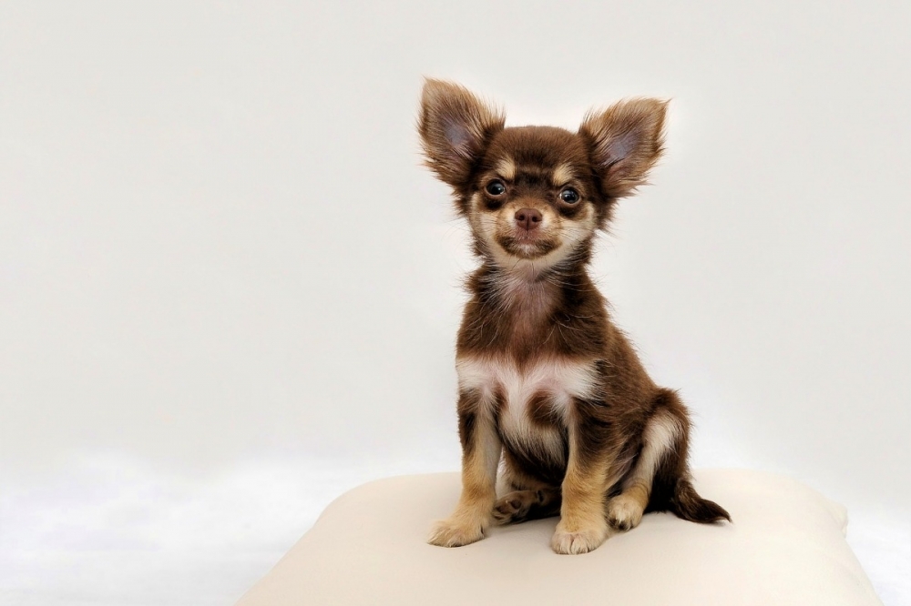 Chihuahua pups te koop | Hondenfokker | Debrabandere