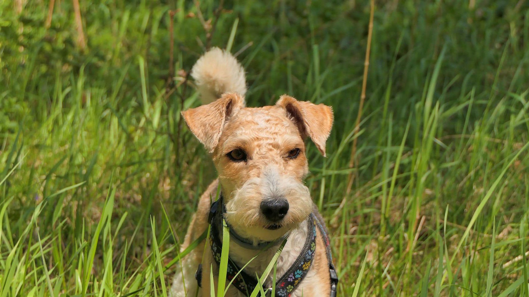 smog troosten Gedateerd Fox Terrier pups te koop | Hondenfokker | Dierenhof Debrabandere