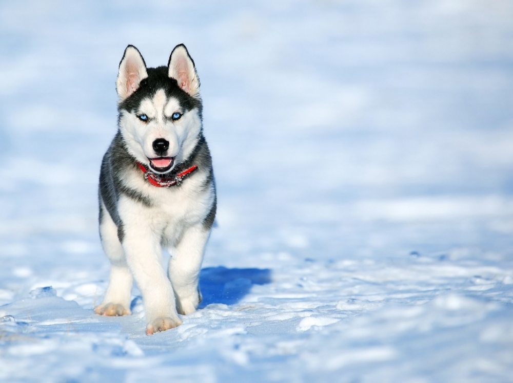 Siberische Husky pups | Hondenfokker | Dierenhof
