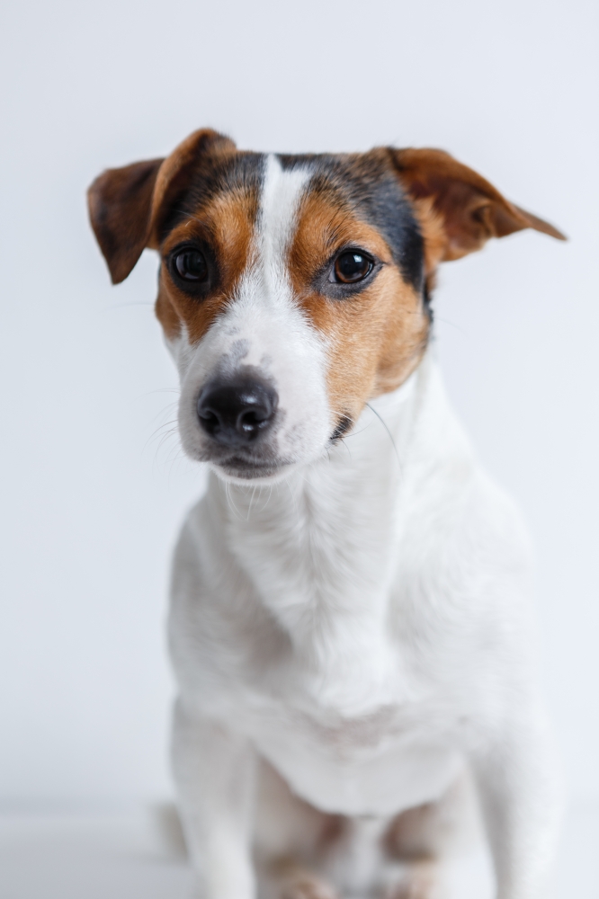 Russell Terrier pups te koop Hondenfokker | Debrabandere