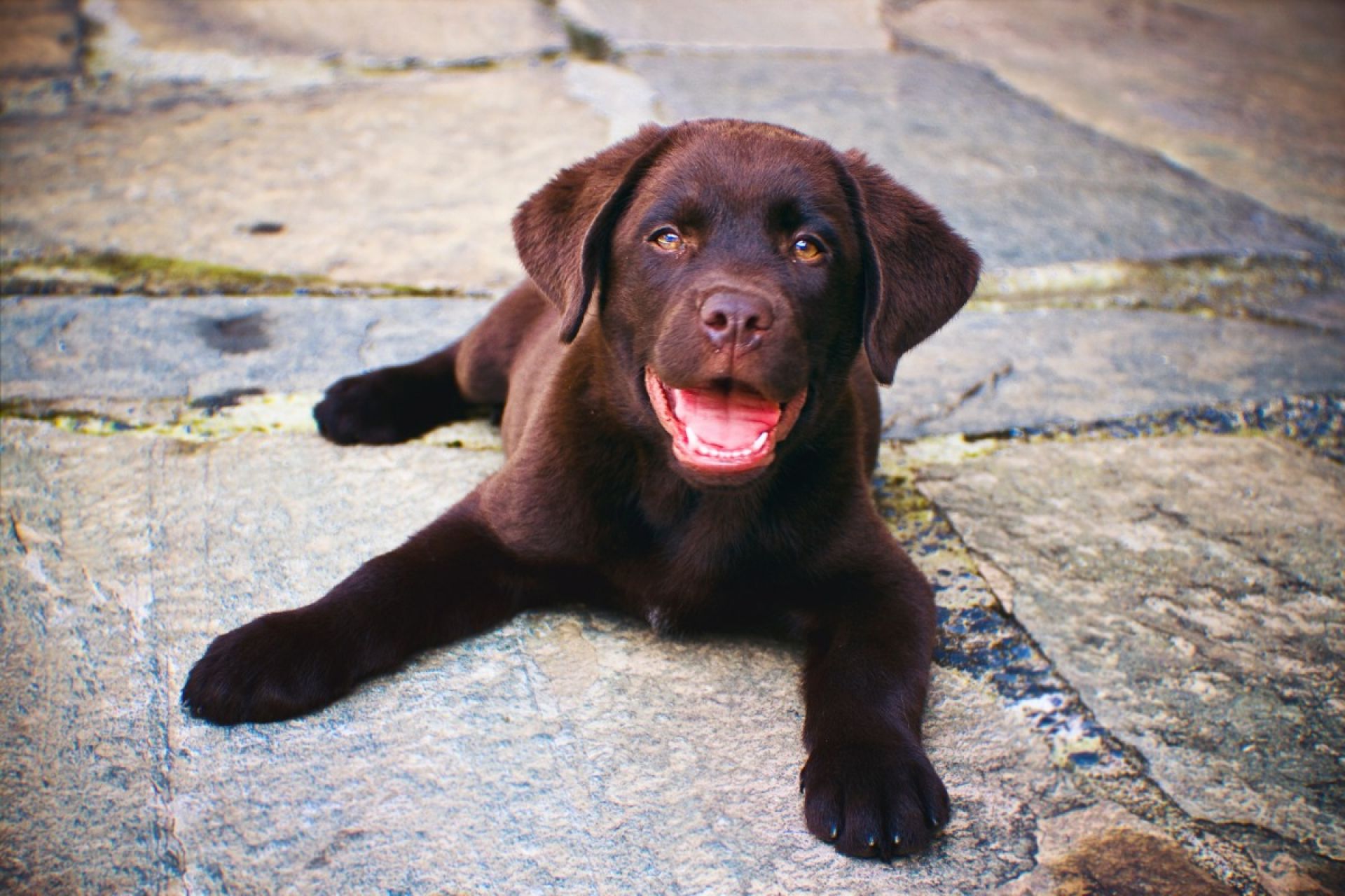 waterstof stopcontact uitvegen Labrador Retriever pups te koop | Hondenfokker | Dierenhof Debrabandere