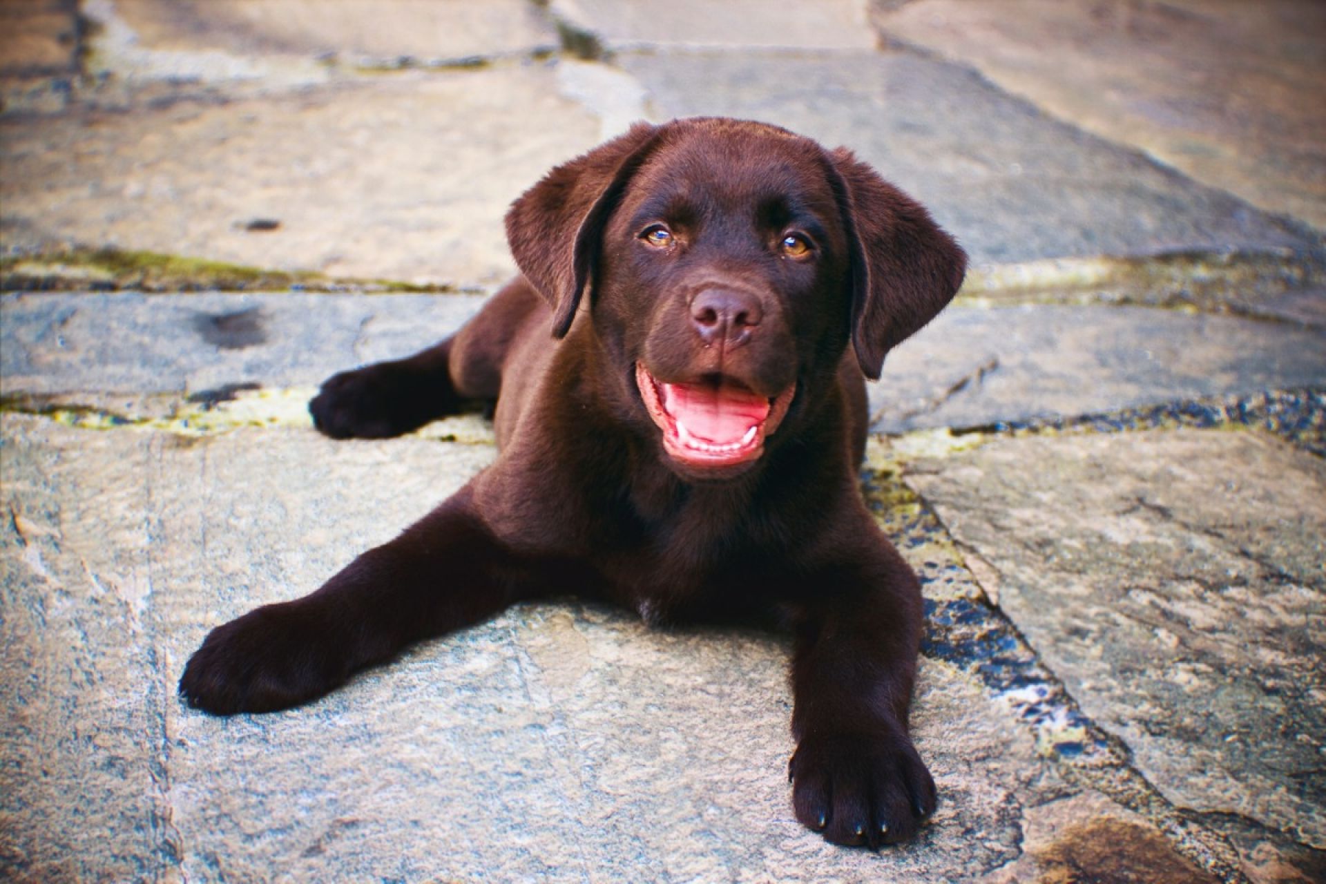 waterstof stopcontact uitvegen Labrador Retriever pups te koop | Hondenfokker | Dierenhof Debrabandere waterstof stopcontact uitvegen Labrador Retriever pups te koop | Hondenfokker | Dierenhof Debrabandere