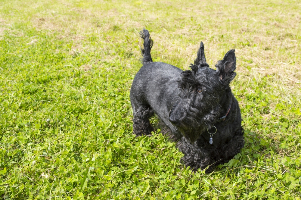Scottish Terrier hondenras - Dierenhof Debrabandere