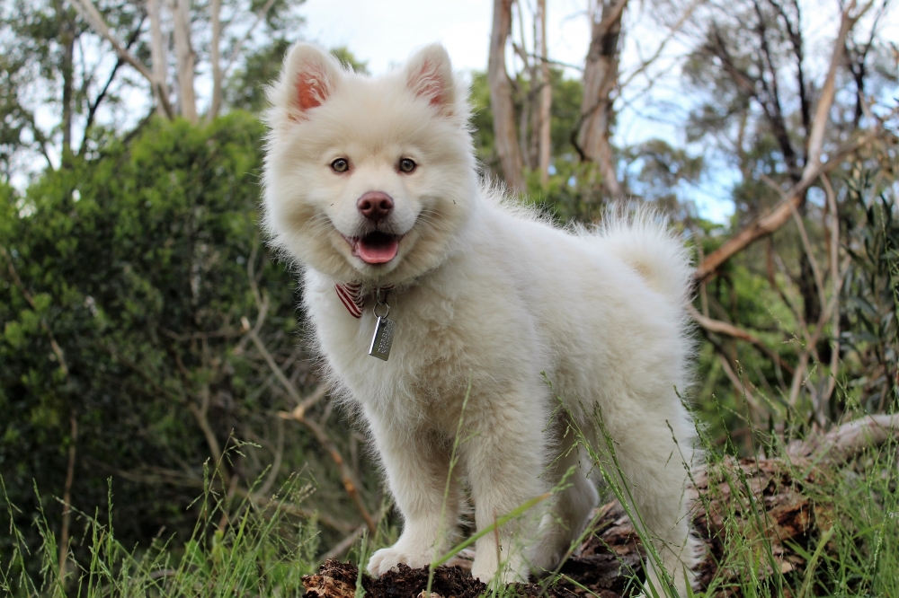 Spiksplinternieuw Samoyed - Dog Kennel Debrabandere | Dog Breeder Bavikhove RJ-52