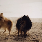 Miniature Spitz