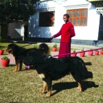 Dogue du Tibet