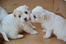 Coton de Tulear