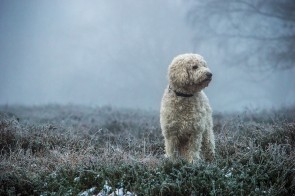 Goldendoodle