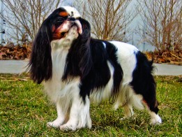 King Charles Spaniel