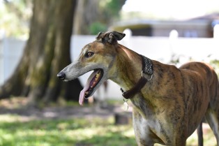 Galgo