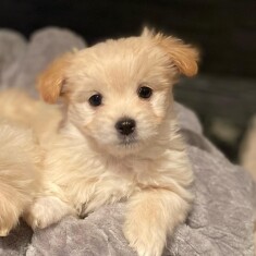 Maltipom