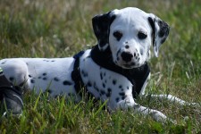 Dalmatier