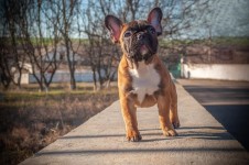 Bouledogue Francais