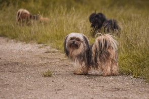 Lhasa Apso