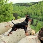 Pinscher