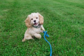 American Cocker Spaniel
