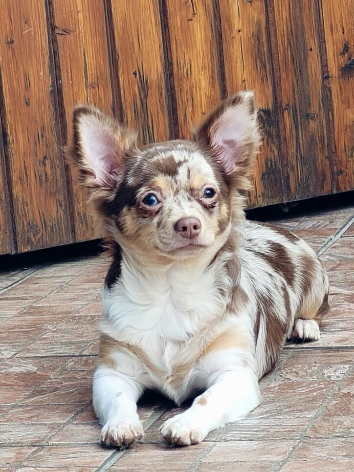 Oscar V. Chihuahua