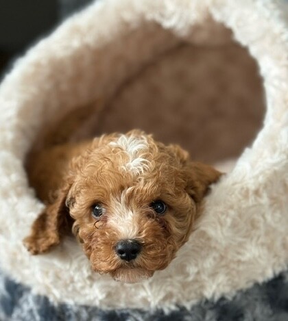Maika O. Cavapoo