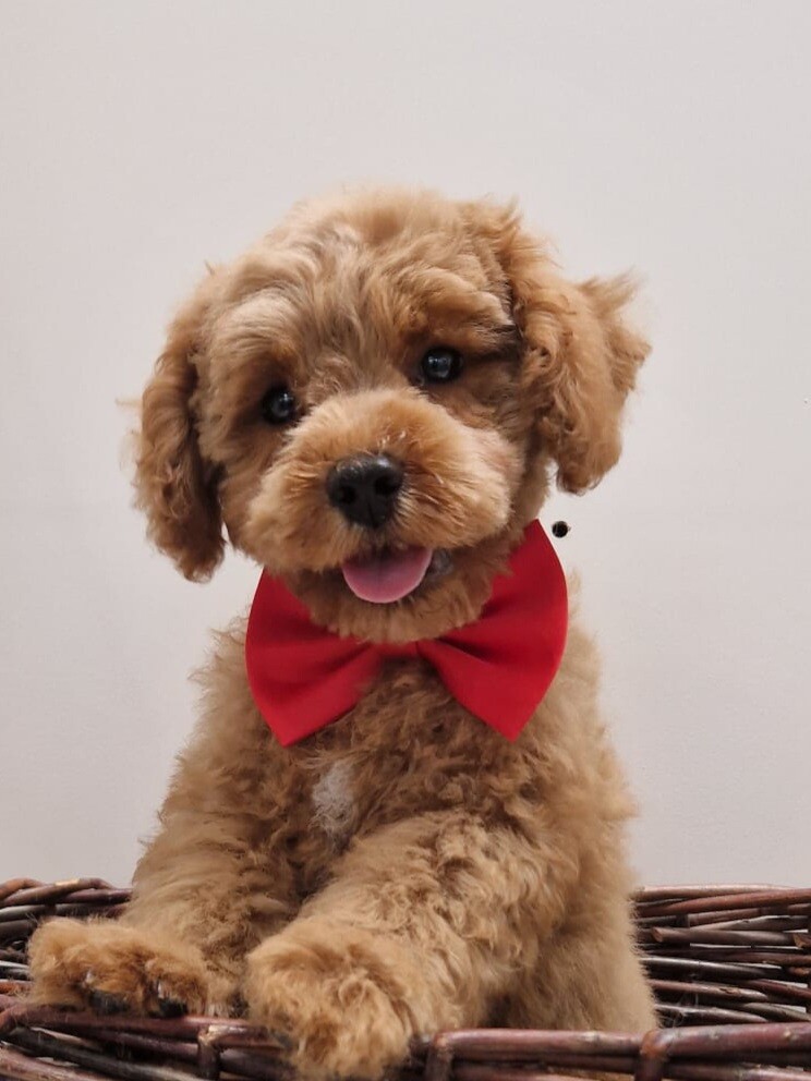 Robert C. Cavapoo