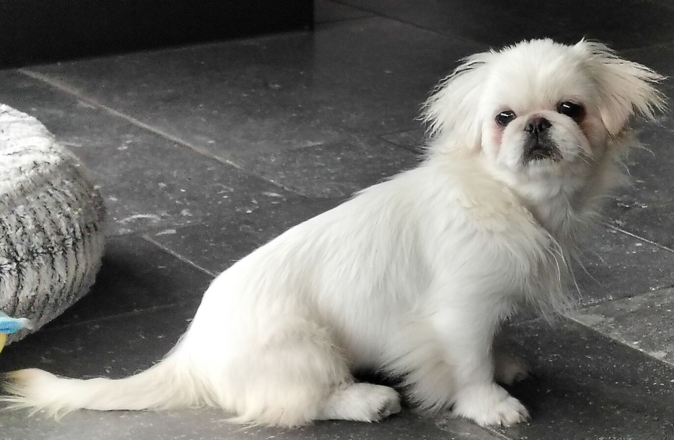 Angelique V. Pekingees